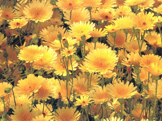 420252 (a): :1024x768